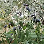 Mirna