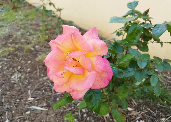 Mirna * Betina (Sibenik-Knin)